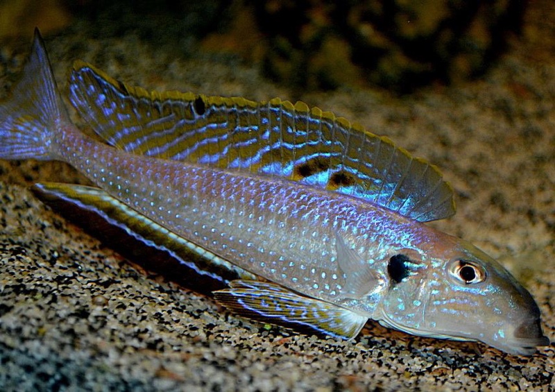 Enantiopus melanogenys 'Kombe'